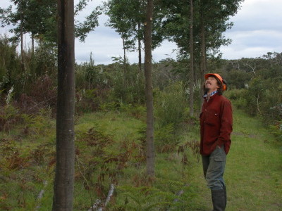 Permaculture Forestry Course with David Holmgren & Darren Doherty